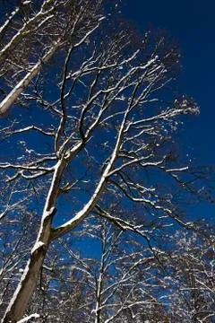 Nice winter time Stock Photos