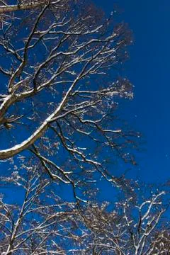 Nice winter time Stock Photos