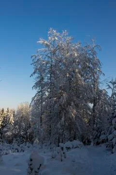 Nice winter time Stock Photos