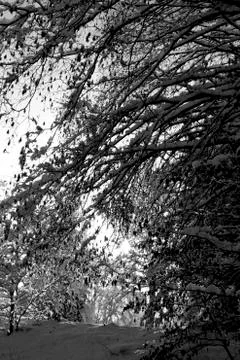 Nice winter time Stock Photos