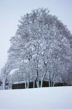 Nice winter time Stock Photos