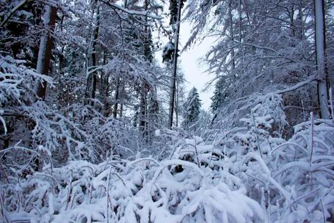 Nice winter time Stock Photos