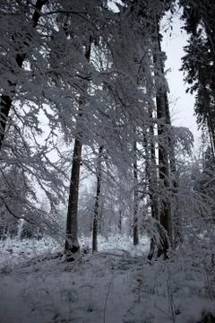 Nice winter time Stock Photos