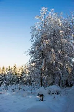 Nice winter time Stock Photos