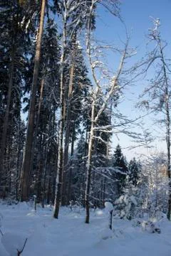 Nice winter time Stock Photos