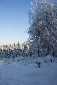 Nice winter time Stock Photos