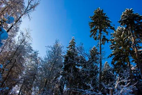 Nice winter time Stock Photos