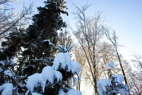 Nice winter time Stock Photos