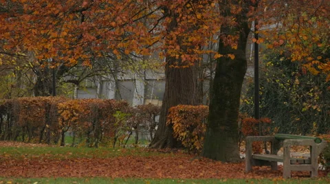 A nice wooden bench under a tree in the park in Ljubljana Stock Footage 61608516