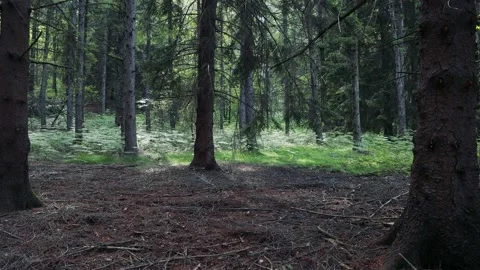 Nice Woods Scenery Stock Footage 161888717