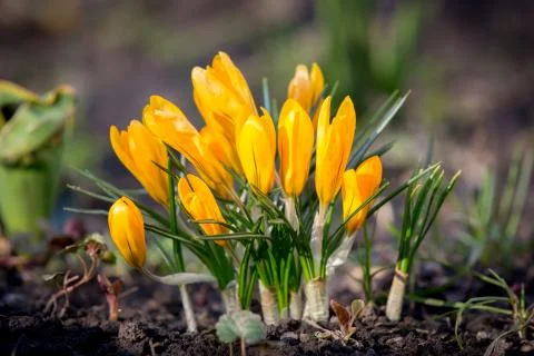Nice yellow crocuses Stock Photos