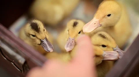 Nice yellow ducklings playing with hand Stock Footage 67234419