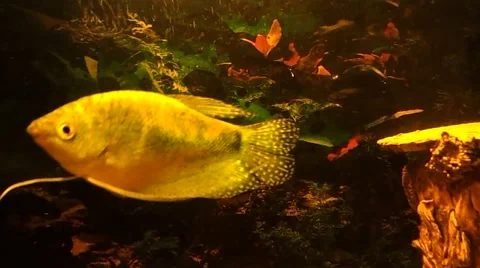 Nice yellow fish moving in my aquarium Stock Footage 42428951