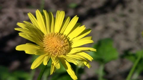 Nice yellow flower Stock Footage 24698109