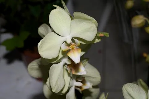 Nice yellow orchids Stock Photos