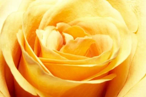 Nice yellow rose 스톡 사진