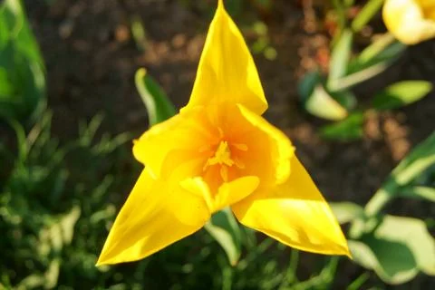 Nice yellow tulip, triangular shape Stock-Fotos