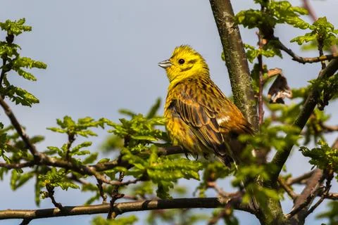 Nice Yellowhammer in spring on a tree Stock Photos