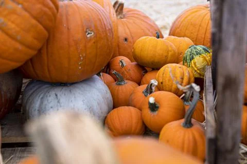 Nicely Assorted Pumpkins for Halloween or Thanksgiving Display Stock Photos
