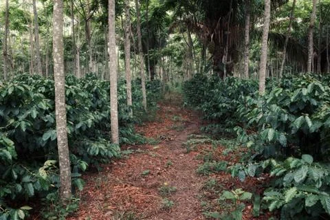Nicely organized robusta coffee plantation with palm trees Fotos de archivo