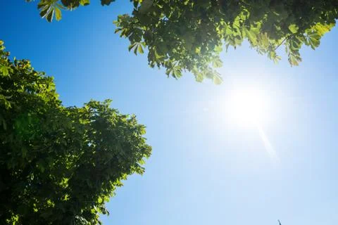 Nicely shaped tree heart with sunlight Stock Photos