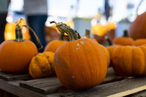 Nicely Textured Small Pumpkins on Display on Wooden Panels Stock Photos