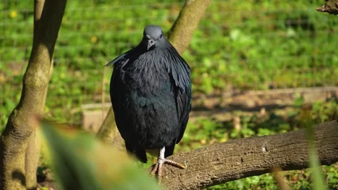 A nicobar pideon Stock Footage 273650349