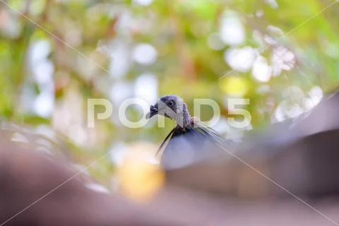 Nicobar pigeon bird on tree nature background - selective focus / Nicobar dov Stock Photos