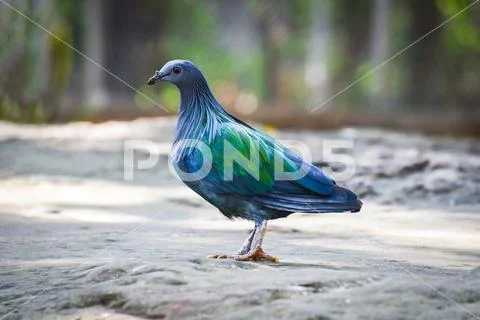 Nicobar pigeon dove wildlife animal bird standing on ground / Colorful feathe Stock Photos