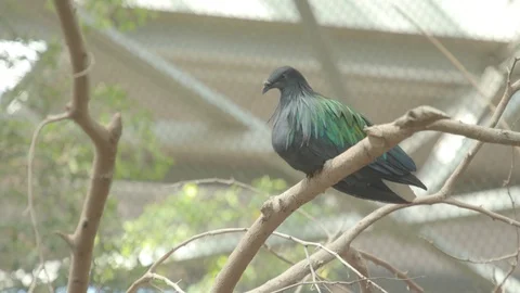 Nicobar Pigeon Stock Footage 86663788