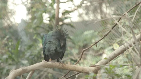 Nicobar Pigeon Stock Footage 86663890