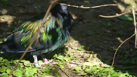 A nicobar pigeon  Stock Footage 273628989