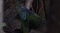 Nicobar pigeon hidden between jungle plants on ground HD Footage