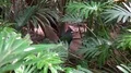 Nicobar pigeon hidden between jungle plants on ground 4k or 4k+ Resolution
