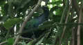 Nicobar pigeon hidden in jungle habitat close up HD Footage