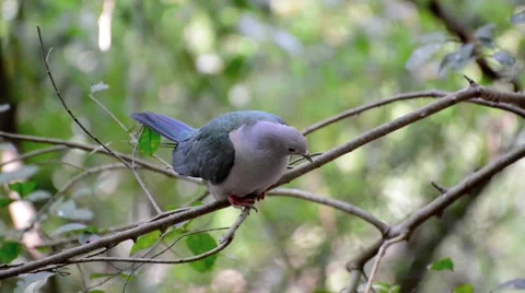 Nicobar pigeon, Nicobar dove Stock Footage 44409246