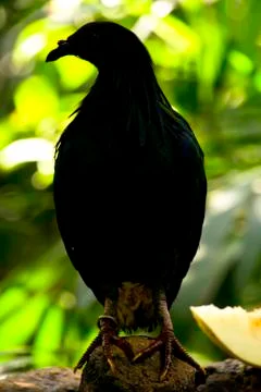 Nicobar pigeon Stock Photos
