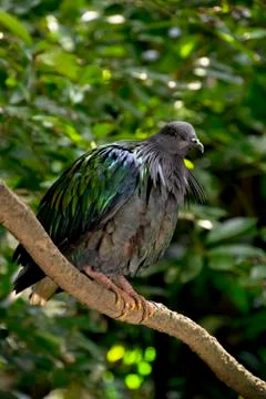 Nicobar pigeon Stock Photos