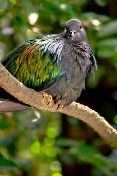 Nicobar pigeon Stock Photos