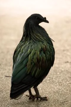 Nicobar pigeon Stock Photos