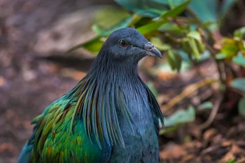 Nicobar pigeon Stock Photos