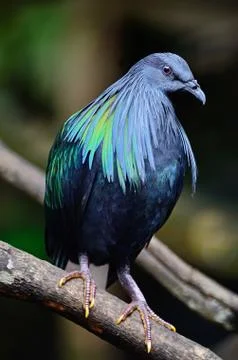 Nicobar pigeon Stock Photos