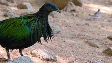 A Nicobar pigeon walking on a path. Close-up. Video stock 308452002