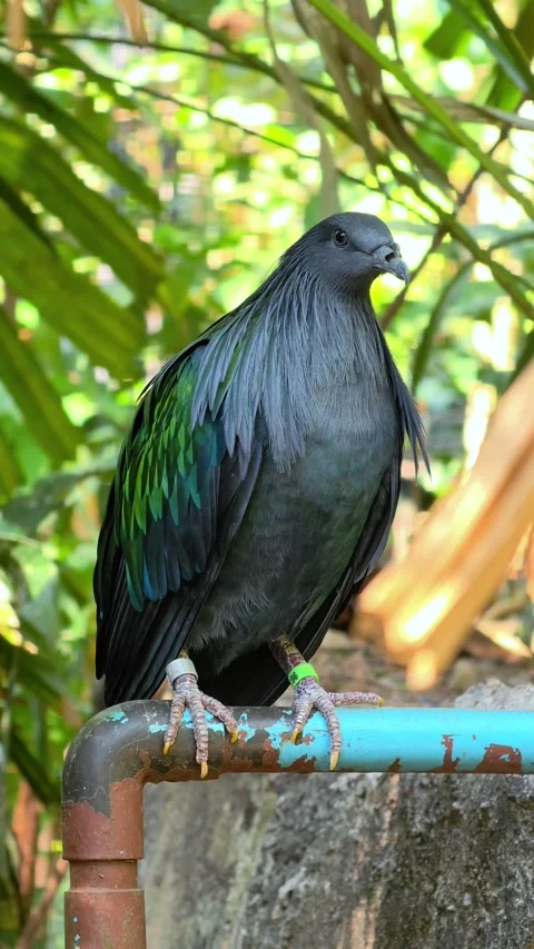 A Nicobar pigeon walking on a path. Close-up. Stock Footage 308481645