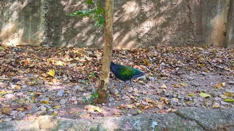 A Nicobar pigeon walking on a path. Stock Footage 308313905