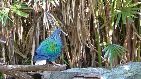 Nicobar Pigeon in the zoo Video stock 80927109