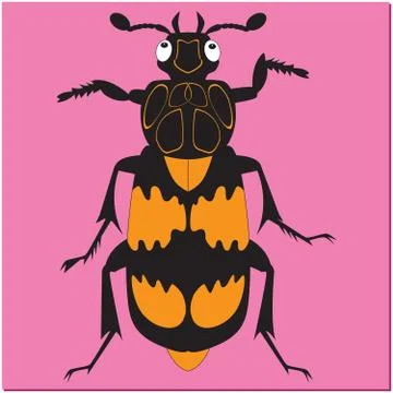 Nicrophorus Stock Illustration