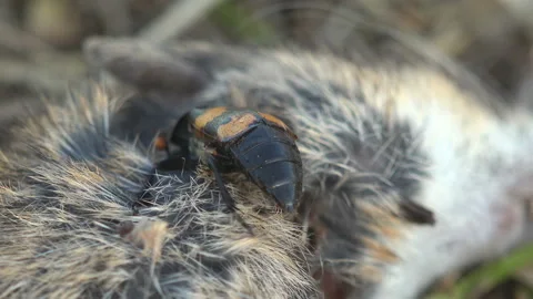 Nicrophorus marginatus feeds on dead mouse, Burying beetles (from red mites Stock Footage 144683107