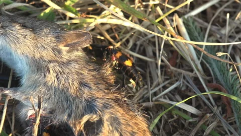 Nicrophorus marginatus running around dead mouse, Burying beetles or sexton 스톡 동영상 256142635