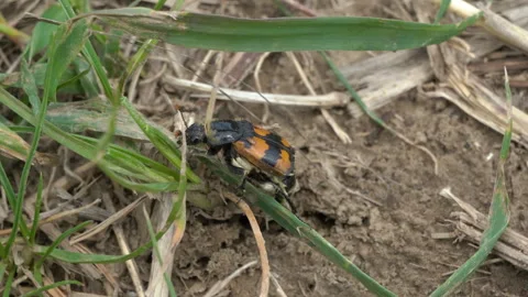 Nicrophorus vespillo Stock Footage 130667340